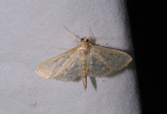 Herpetogramma