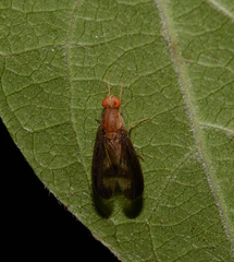 Toxonevra superba