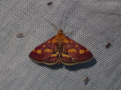 Pyrausta purpuralis