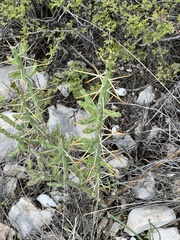 Cylindropuntia leptocaulis