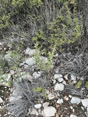 Cylindropuntia leptocaulis