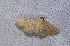 Herpetogramma pertextalis