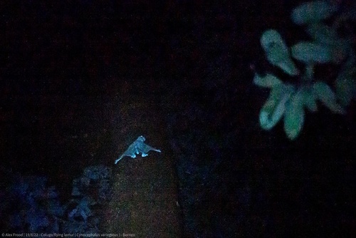 Sunda Colugo, Borneo, Sandakan, Sabah, MY, photo 10 of 10