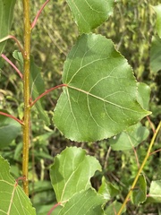 Populus × canadensis