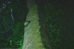 Galeopterus variegatus