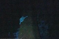 Galeopterus variegatus