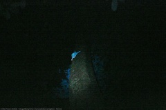 Galeopterus variegatus