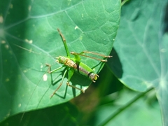 Leptophyes punctatissima