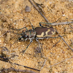 Cicindela formosa