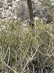 Ephedra antisyphilitica