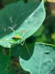 Leptophyes punctatissima