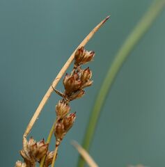 Juncus maritimus