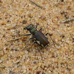Cicindela scutellaris