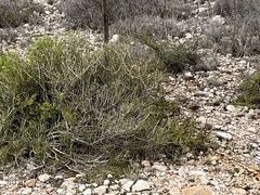 Ephedra antisyphilitica