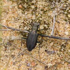 Cicindela punctulata