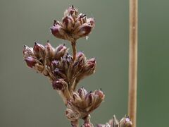 Juncus maritimus
