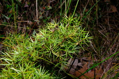 Persoonia juniperina