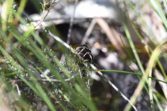 Hecatesia fenestrata
