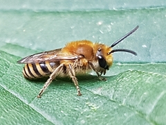 Colletes hederae