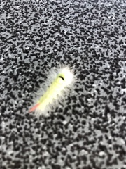 Calliteara pudibunda