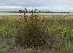 Juncus maritimus