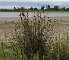 Juncus maritimus