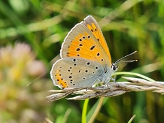 Lycaena dispar