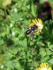 Megachile centuncularis