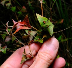 Platylobium obtusangulum