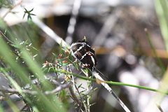 Hecatesia fenestrata