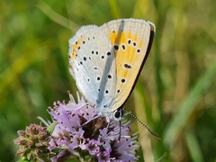 Lycaena dispar
