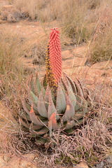 Aloe peglerae