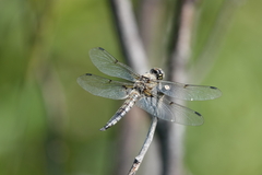 Libellula quadrimaculata