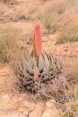 Aloe peglerae