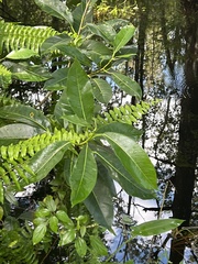 Plantae