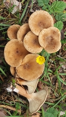 Infundibulicybe alkaliviolascens