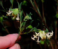 Pimelea linifolia linifolia