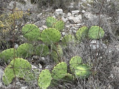 Opuntia dulcis