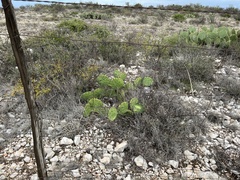 Opuntia dulcis