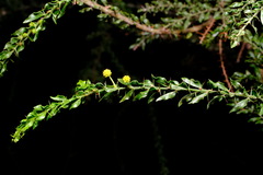 Acacia paradoxa