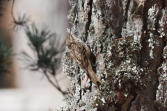 Certhia brachydactyla