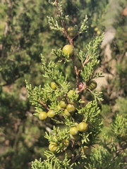 Juniperus turbinata