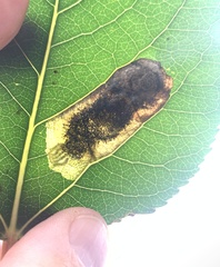 Paraleucoptera albella