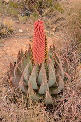 Aloe peglerae
