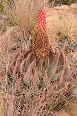 Aloe peglerae