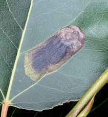 Paraleucoptera albella