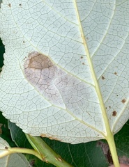 Paraleucoptera albella