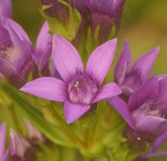 Gentianella germanica