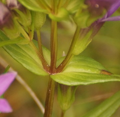 Gentianella germanica