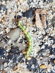 Eumenes mediterraneus